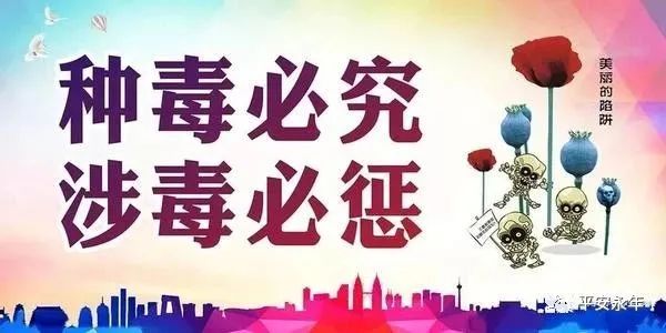 【我为群众办实事】成安公安全力铲除罂粟,让"罪恶之花"无处绽放